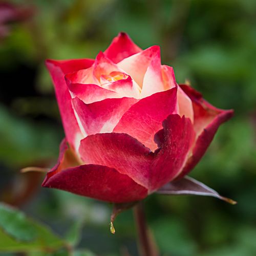Rosa Origami ® - biela - bordová - Stromkové ruže,  kvety kvitnú v skupinkáchstromková ruža s kríkovitou tvarou koruny